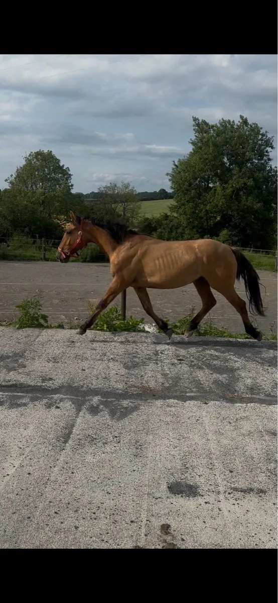 2yo Dun Gelding - Image 1