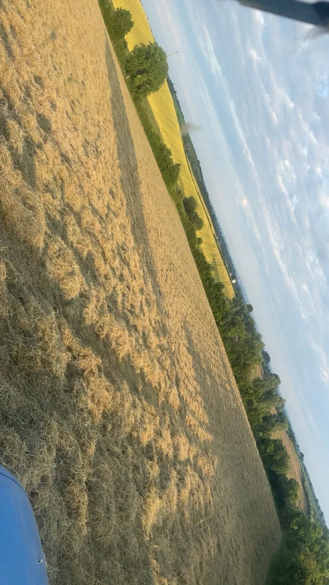 Hay - Image 3