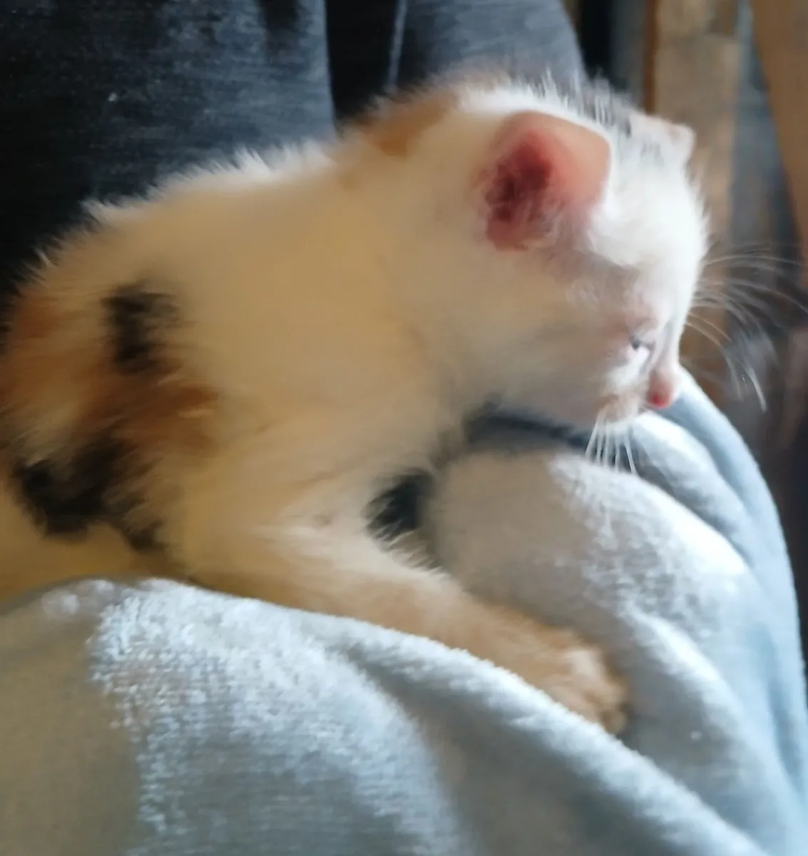 Kittens for sale - Image 1