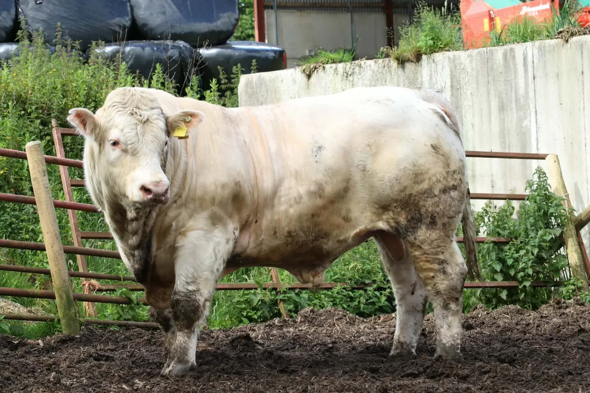 Pedigree Charolais Bull - Image 1