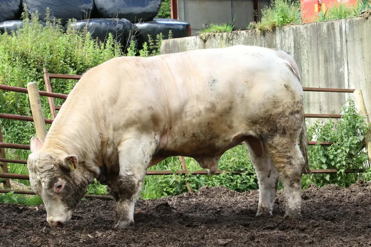 Pedigree Charolais Bull - Image 2