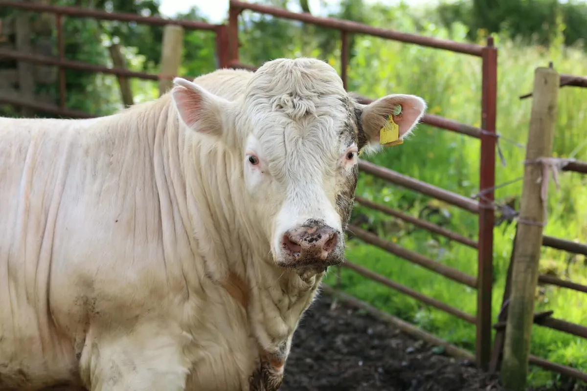 Pedigree Charolais Bull - Image 3