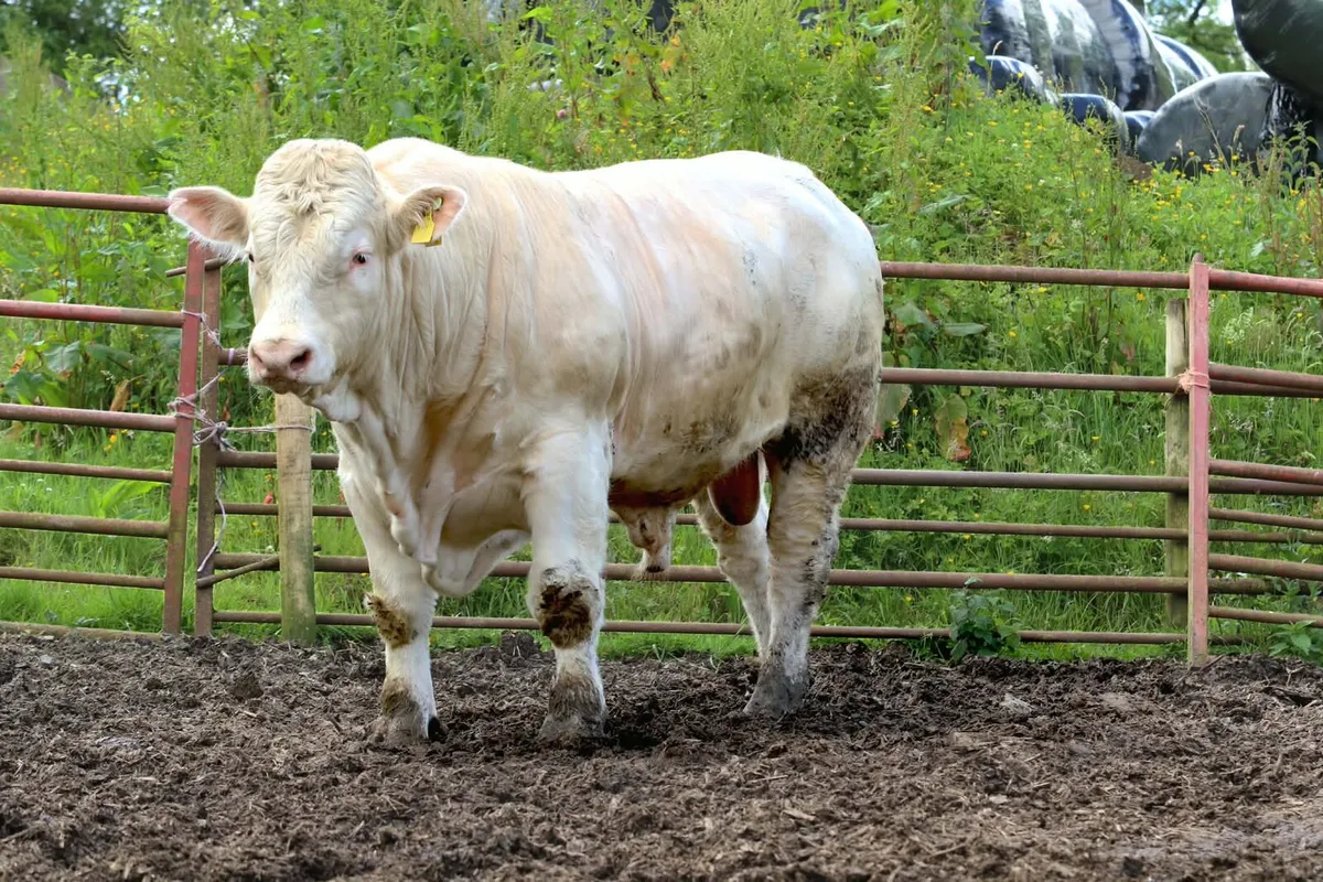 Pedigree Charolais Bull - Image 4