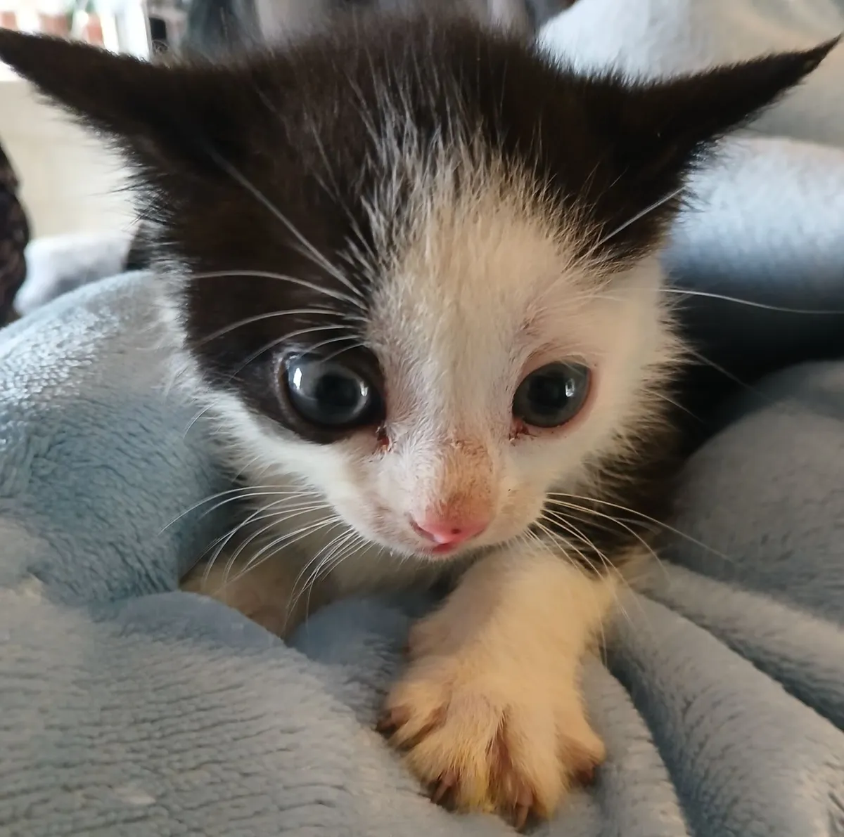 Kittens for sale - Image 3