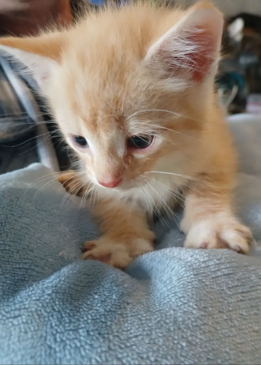 Kittens for sale - Image 4