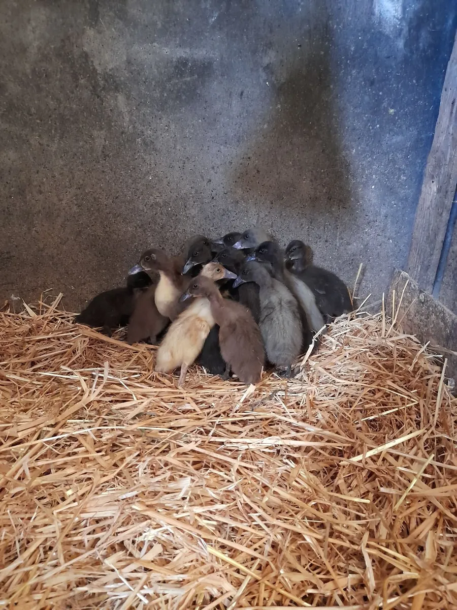 Khaki campbell and farmyard cross ducklings - Image 1