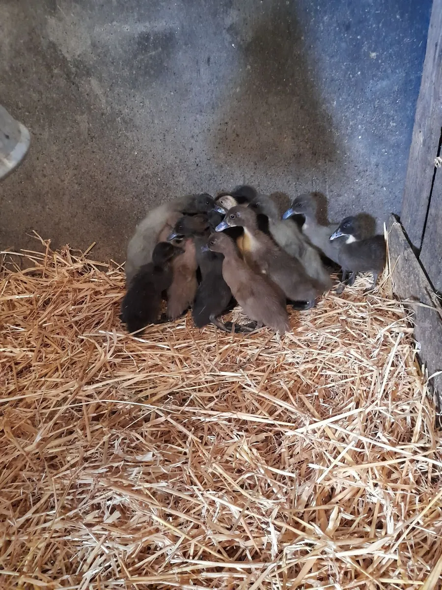 Khaki campbell and farmyard cross ducklings - Image 2