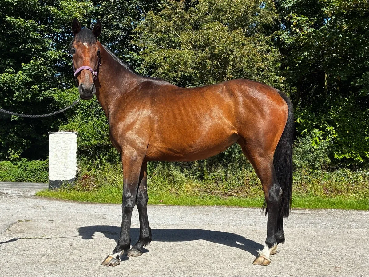 3yr old TB filly by In Swoop for sale - Image 2