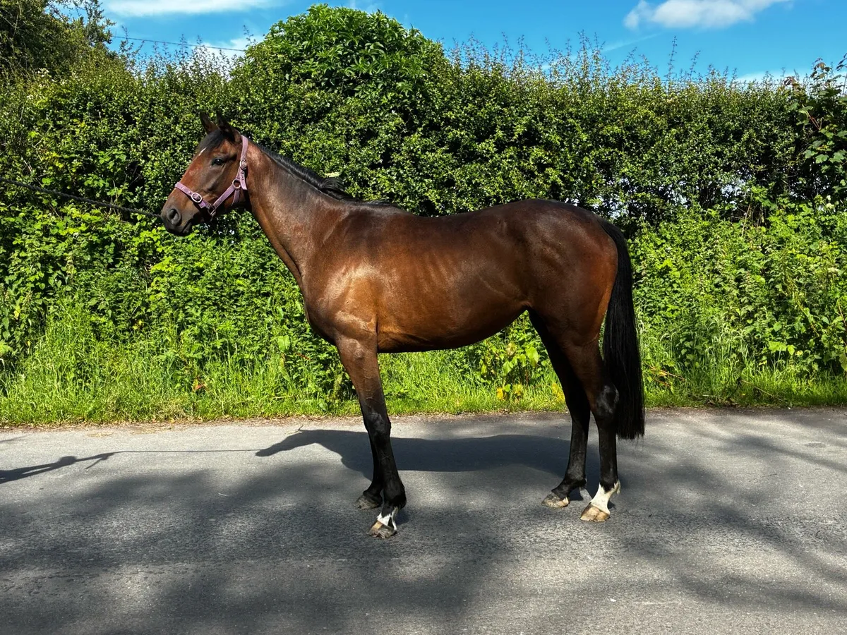3yr old TB filly by In Swoop for sale - Image 3
