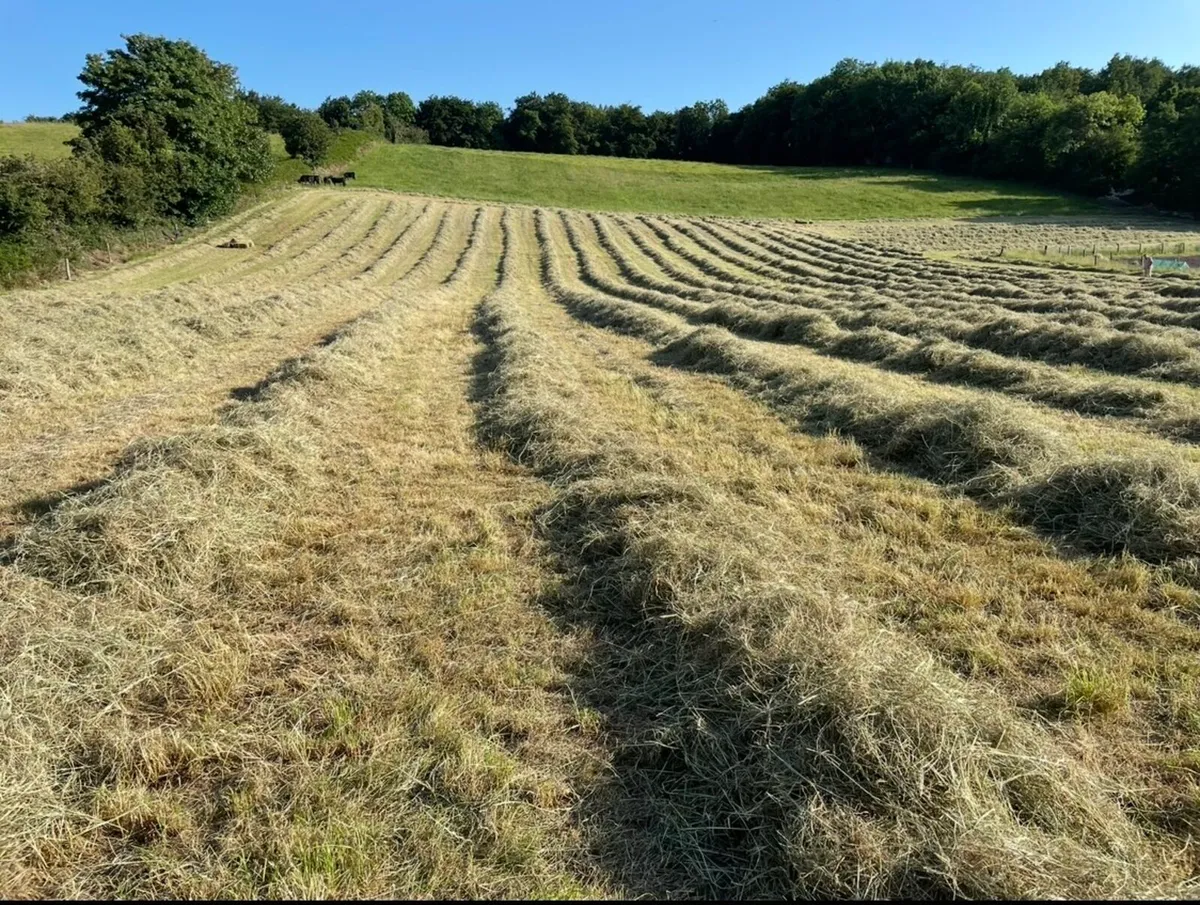 Hay - Small Square Bales - Image 3