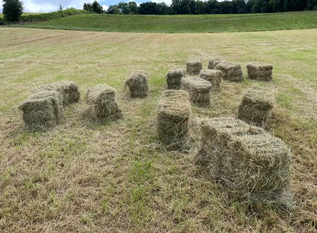Hay - Small Square Bales - Image 4