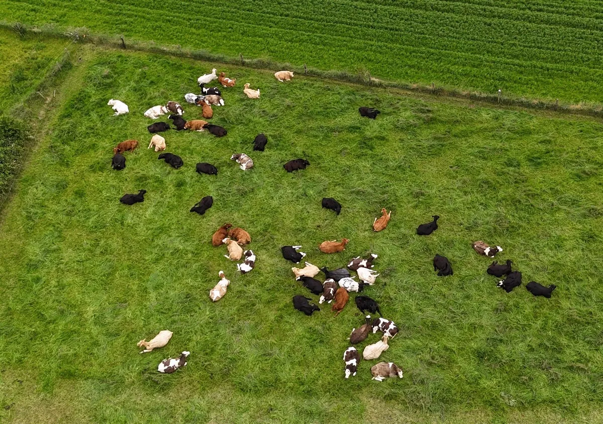 Wanted Reared Calves Direct from Dairy Farm