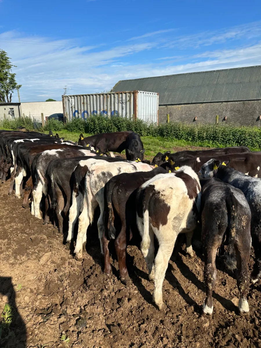 Angus blue and lim bulls - Image 1