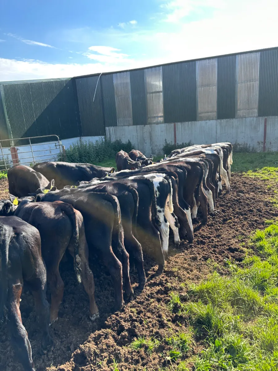 Angus blue and lim bulls - Image 4