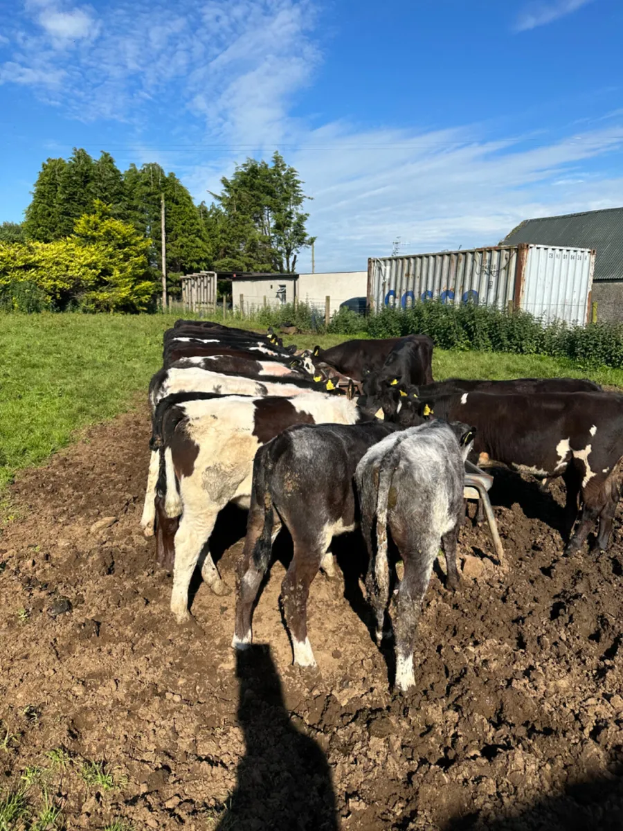 Angus blue and lim bulls - Image 2