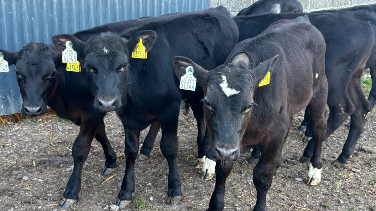 6 Angus Bull Runners - Image 1