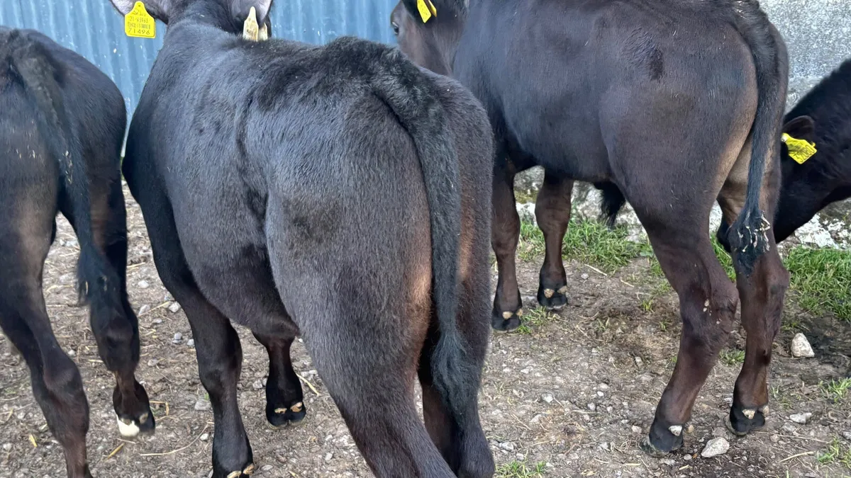 6 Angus Bull Runners - Image 4