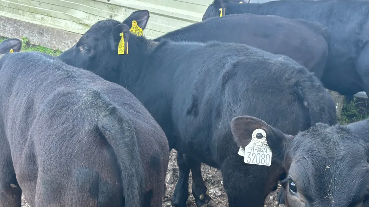 6 Angus Bull Runners - Image 2