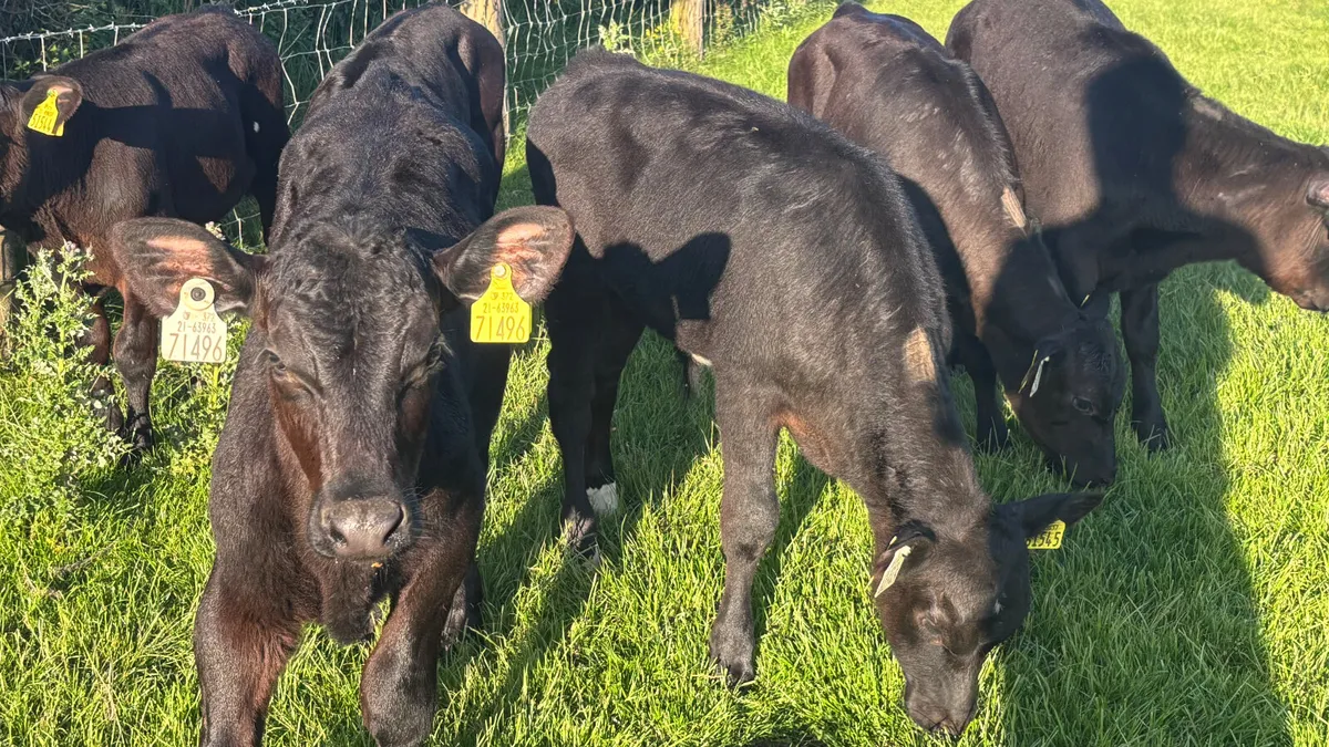 6 Angus Bull Runners - Image 3