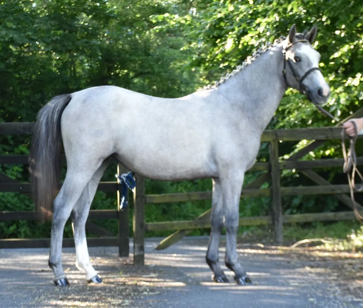 MOST FABULOUS YEARLING - TO MAKE A TOP SHOWJUMPER - Image 3