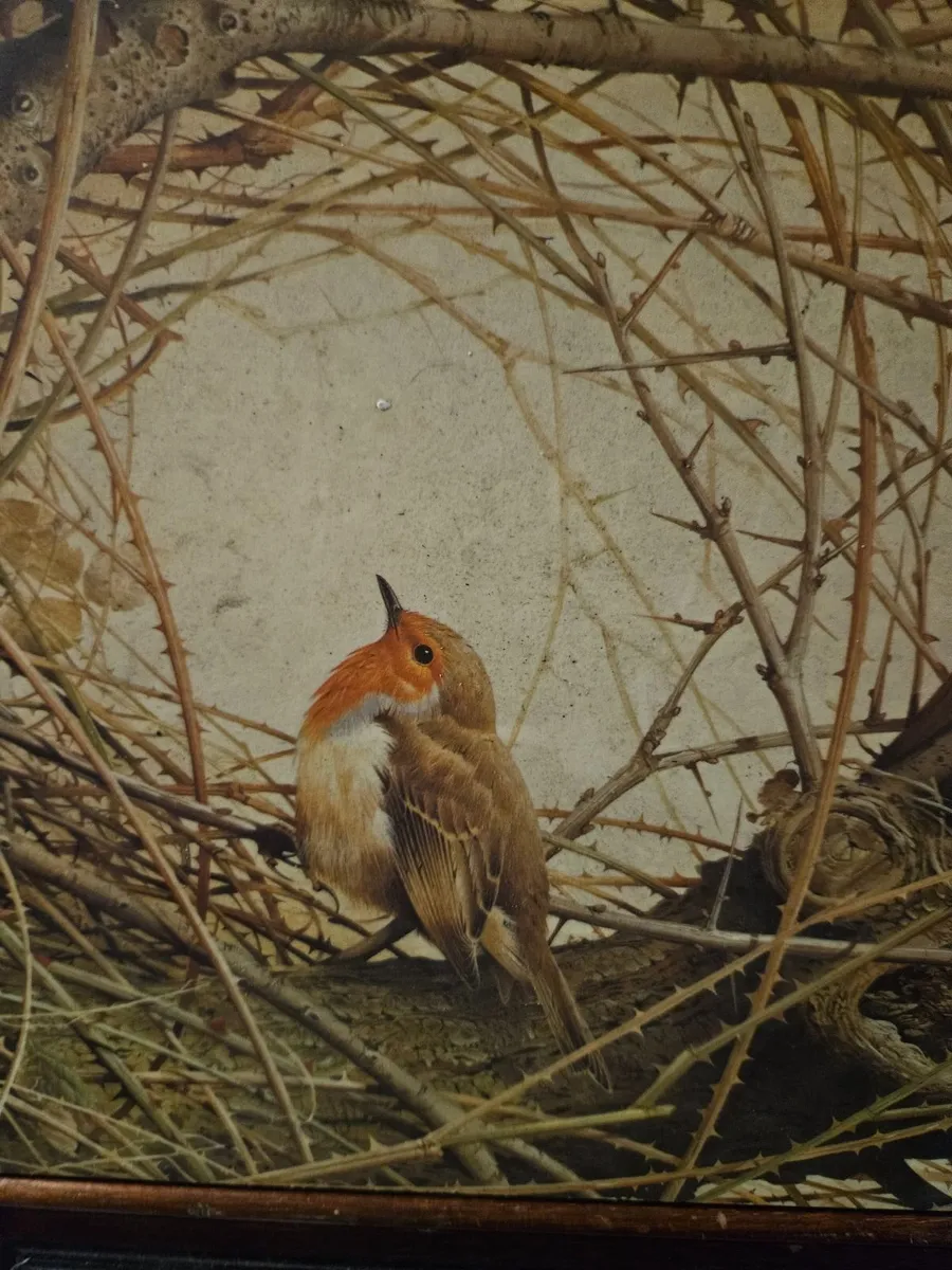 Robin Picture Print - Image 3