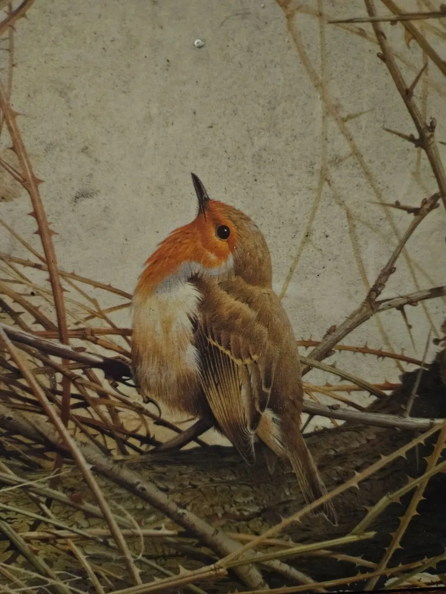 Robin Picture Print - Image 4