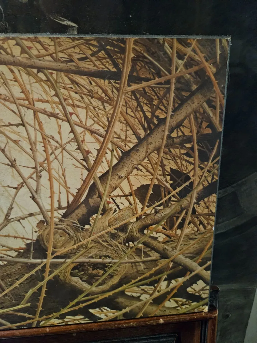 Robin Picture Print - Image 2