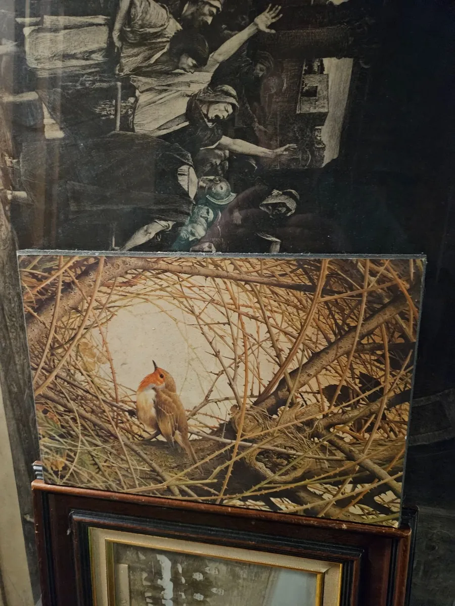 Robin Picture Print - Image 1