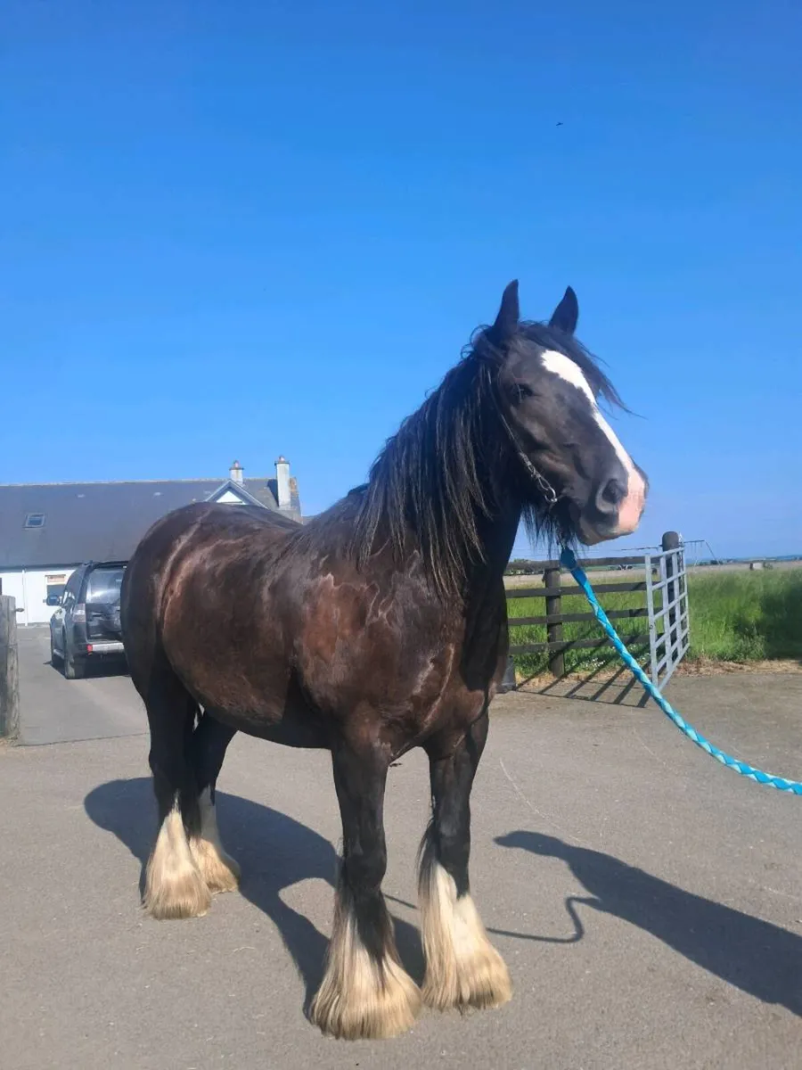 Smashing 4yo cob gelding - Image 1