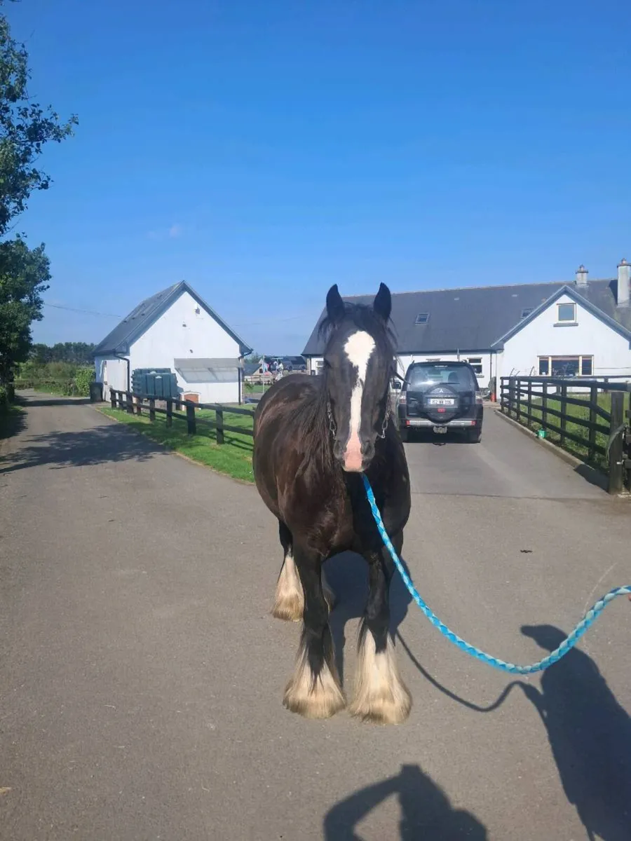 Smashing 4yo cob gelding - Image 2
