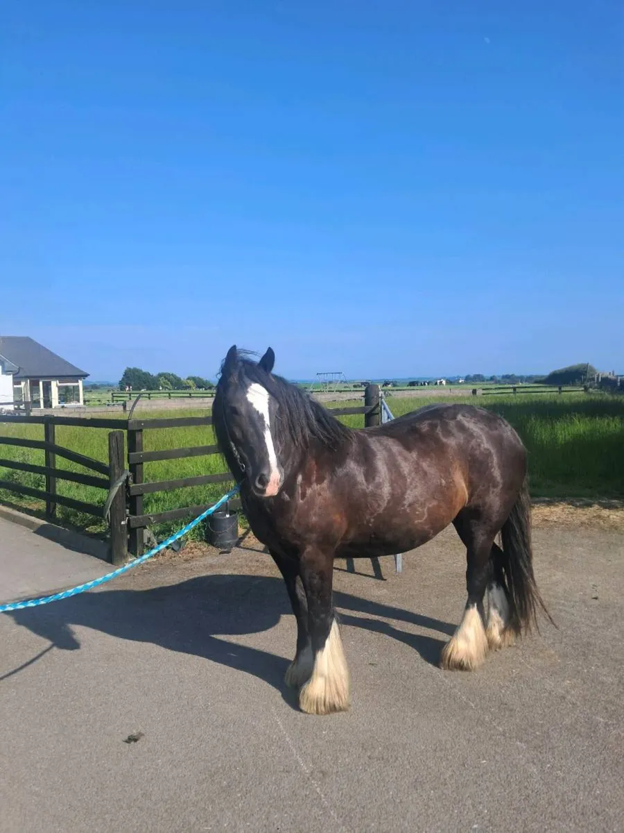 Smashing 4yo cob gelding - Image 3
