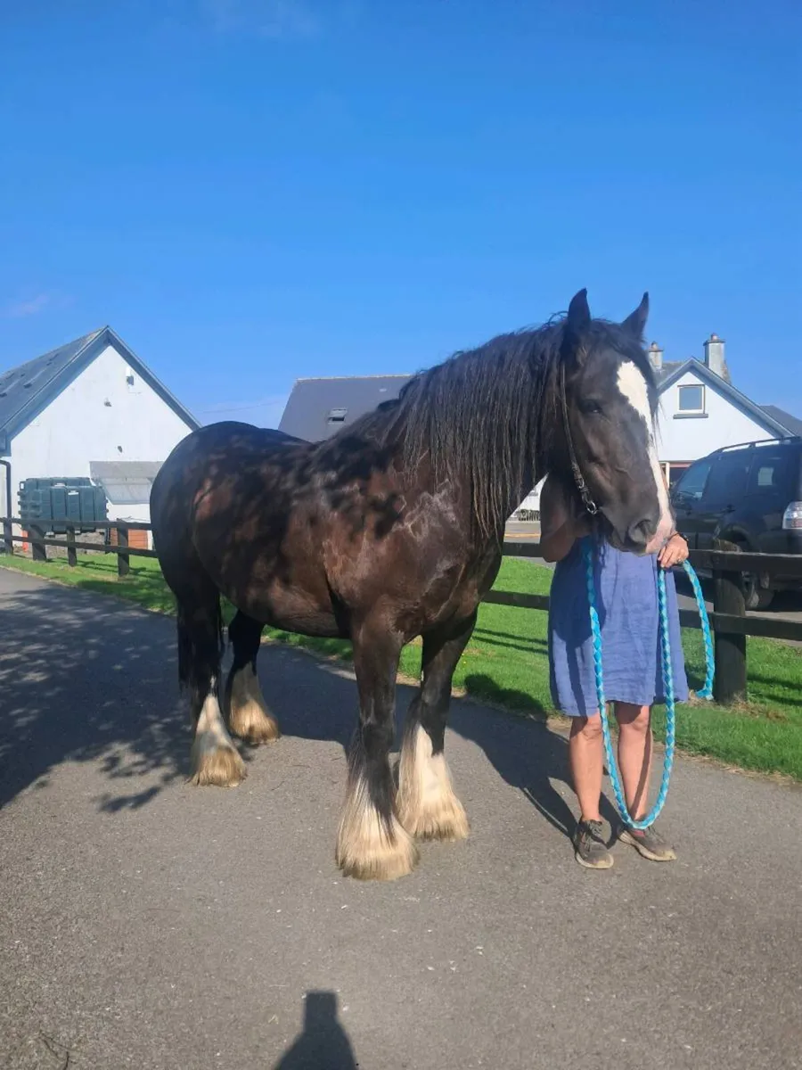 Smashing 4yo cob gelding - Image 4