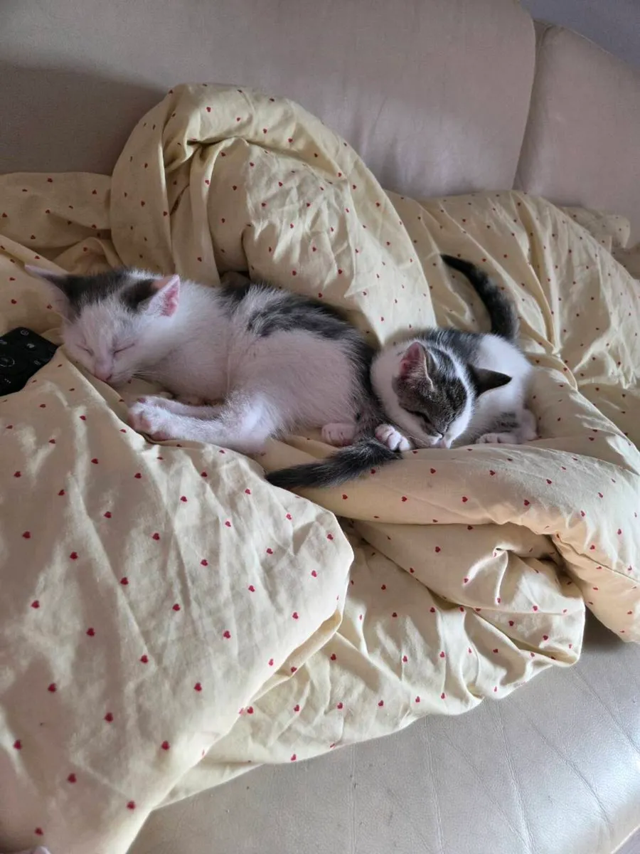 Kittens - Image 1