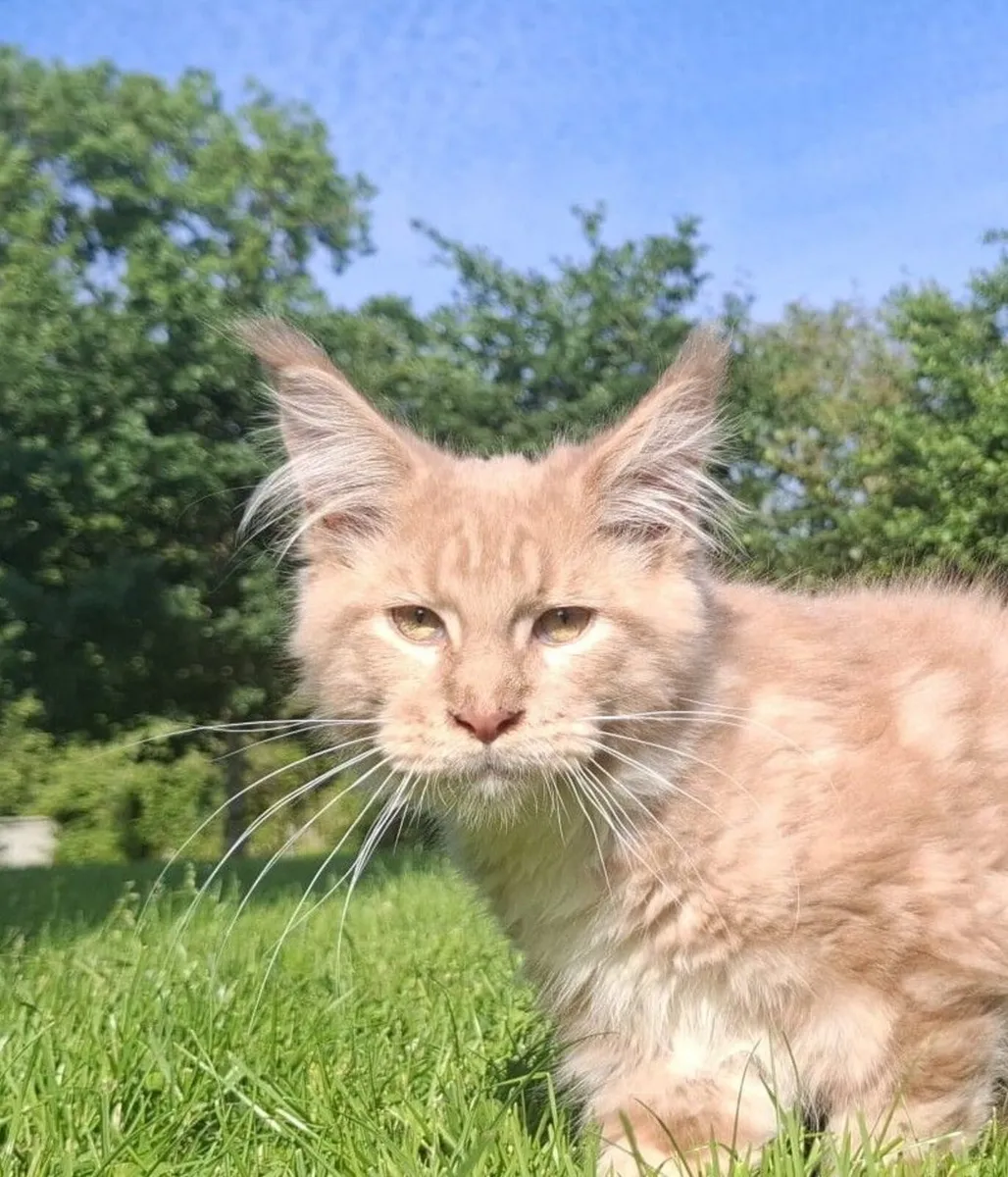 Maine Coon kitten - Image 1