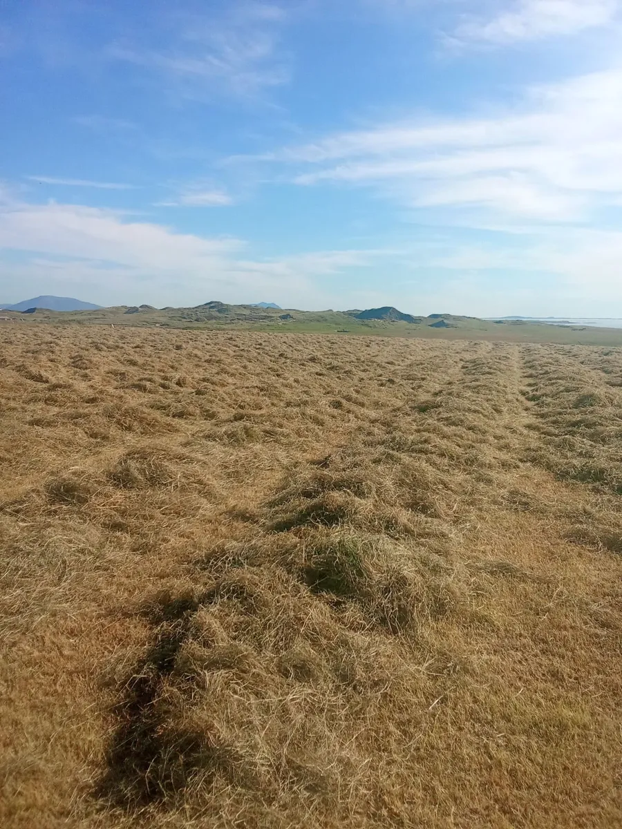 Square bales of hay