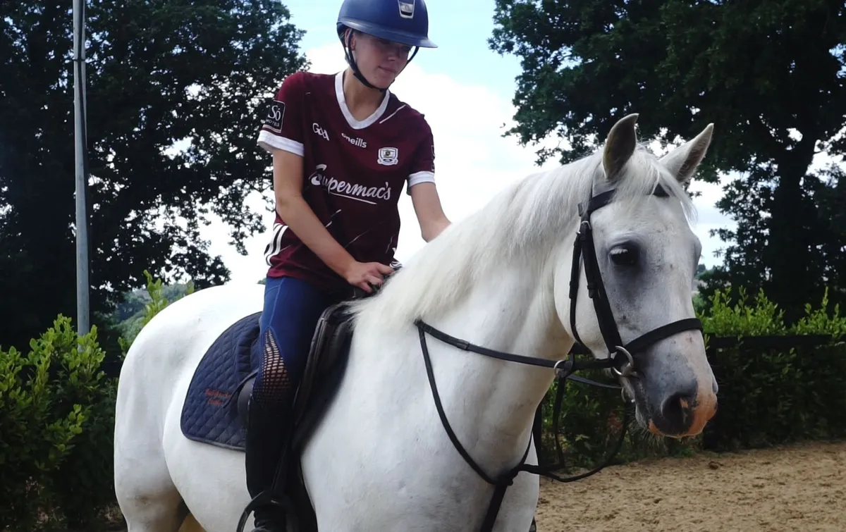 🌟 Quality Connemara Gelding 🌟 - Image 1