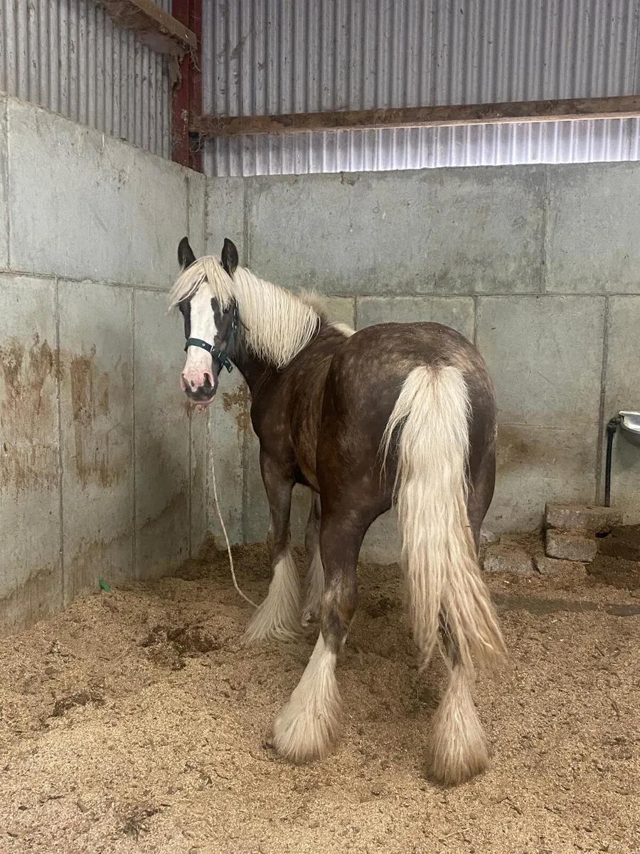 Silver dapple filly to make 15hands - Image 2