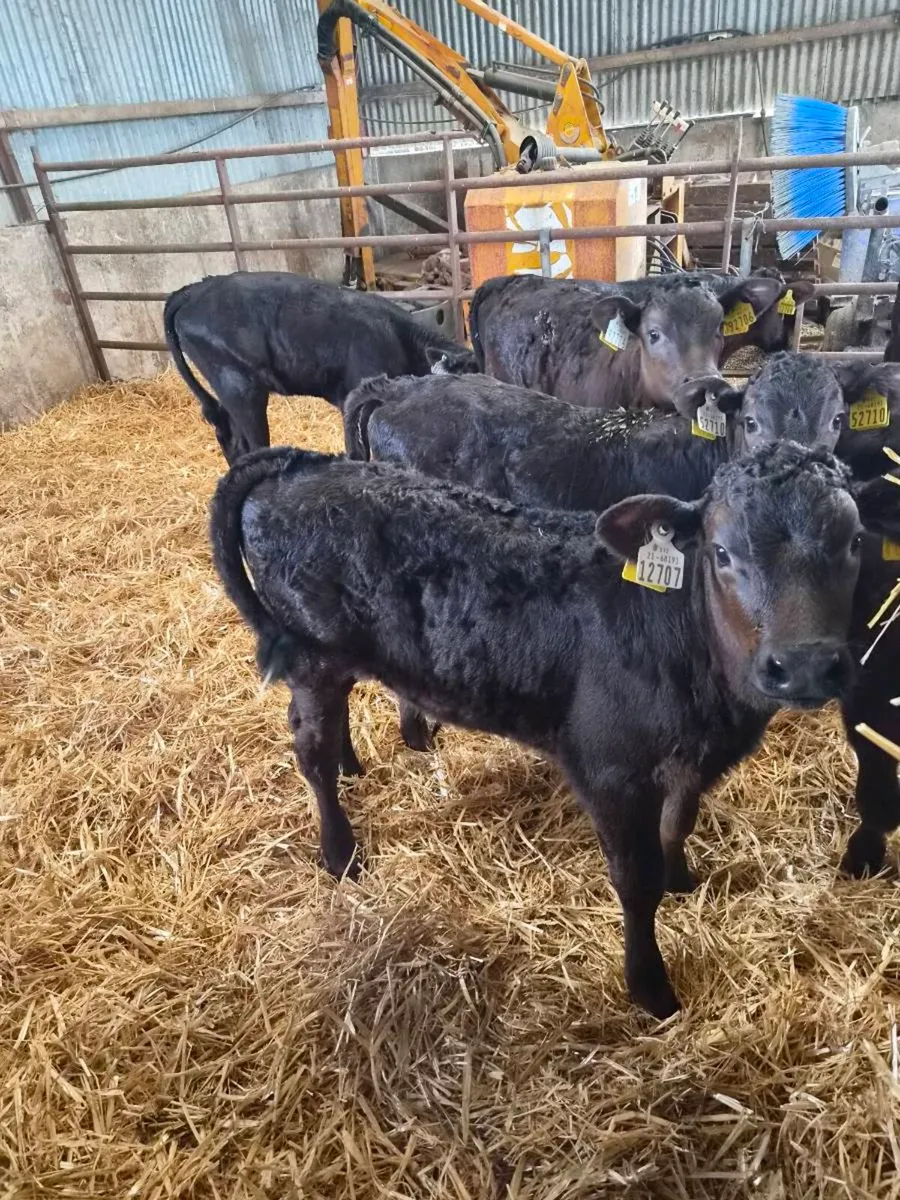 Limousin Calves - Image 4