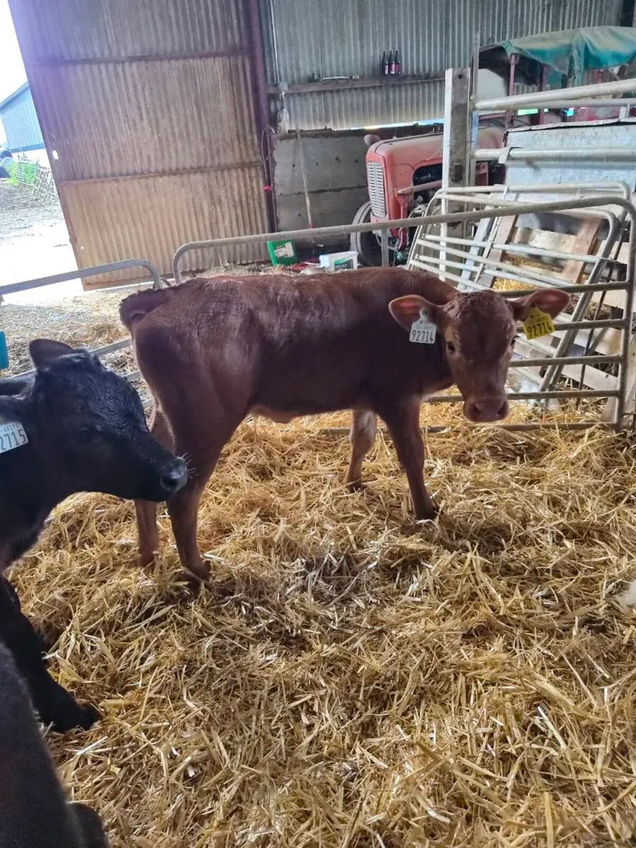 Limousin Calves - Image 2