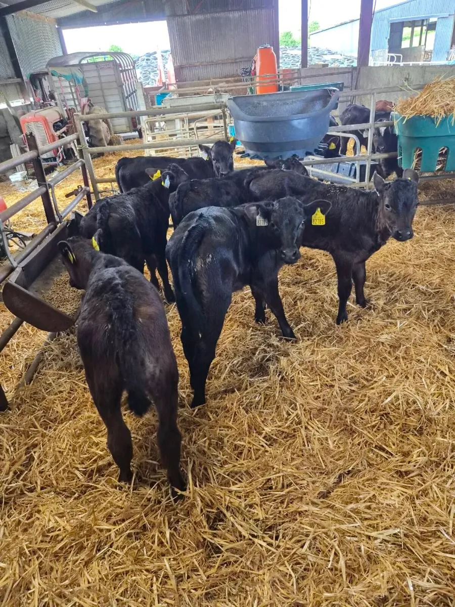 Limousin Calves - Image 1