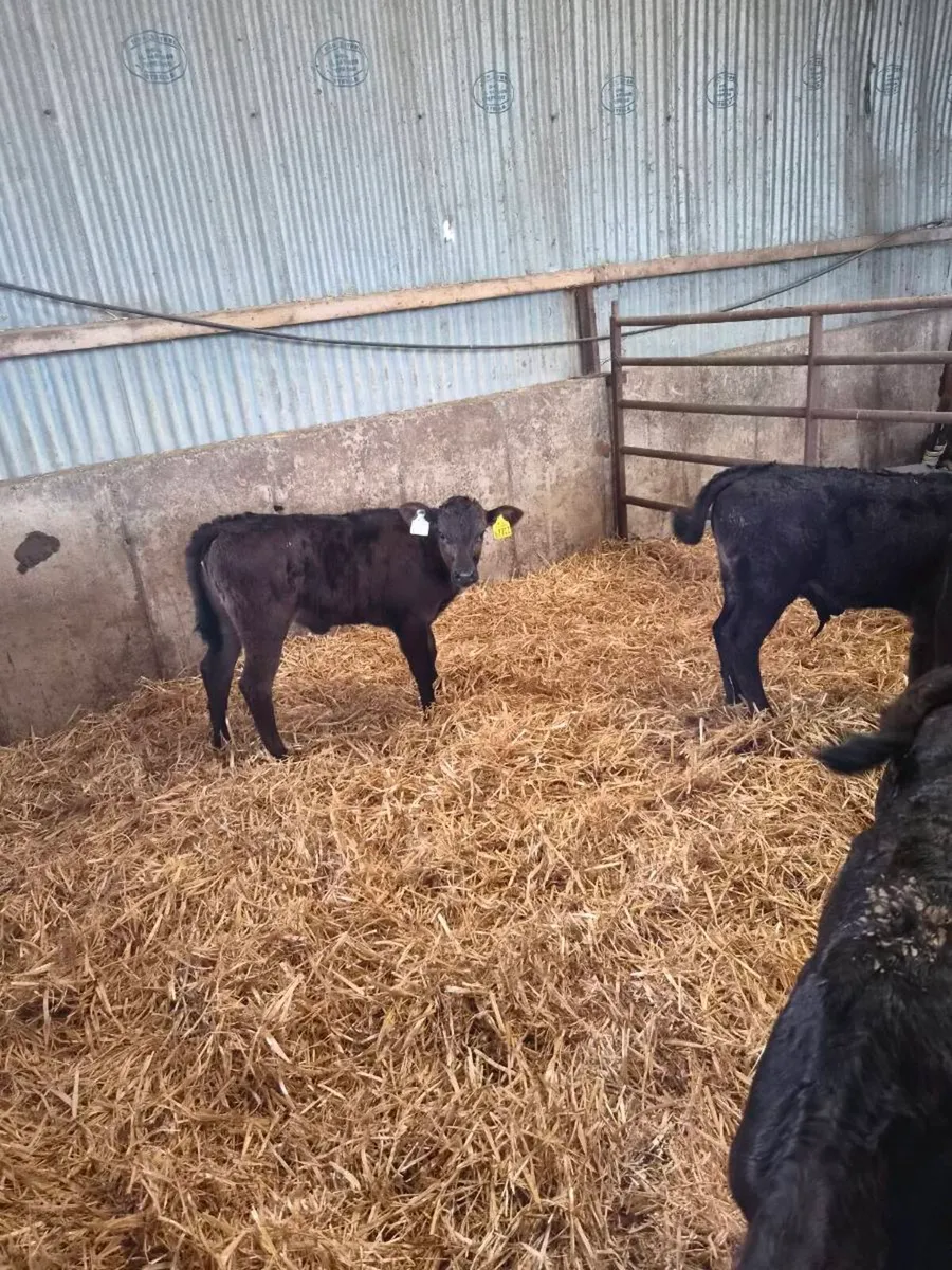 Limousin Calves - Image 3