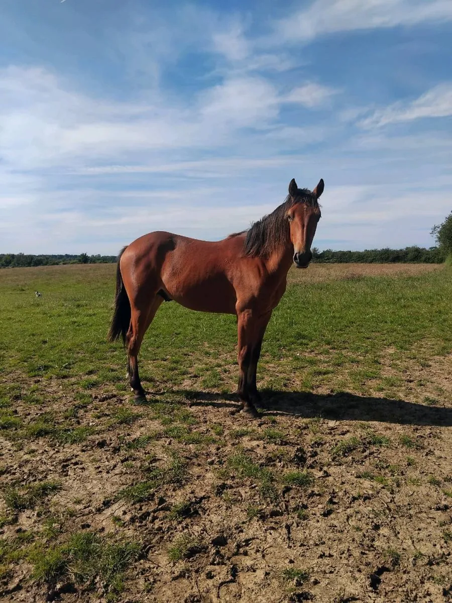Stunning Yearling Gelding Connamara X - Image 1