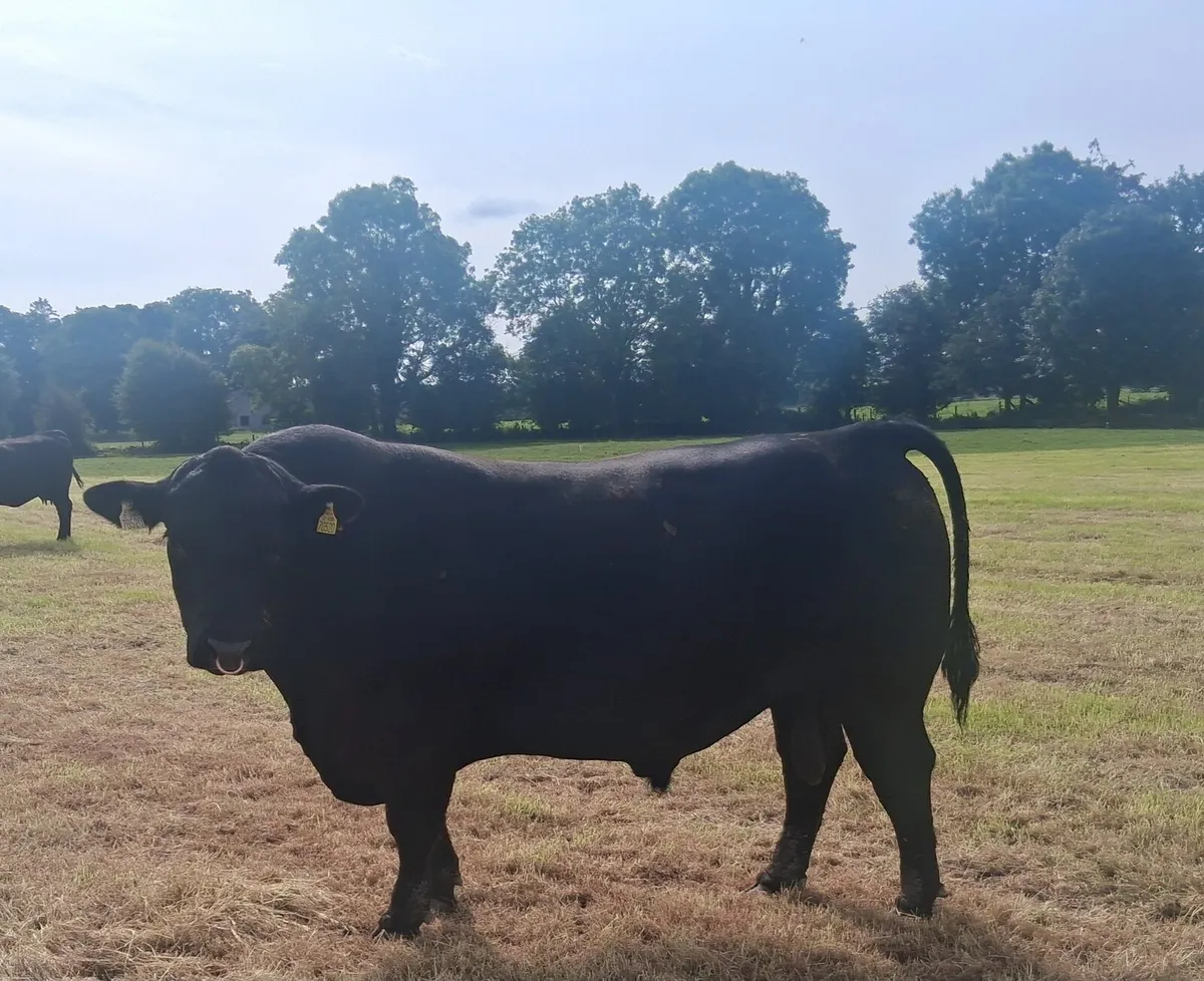 Pedigree Angus Bull - Image 1