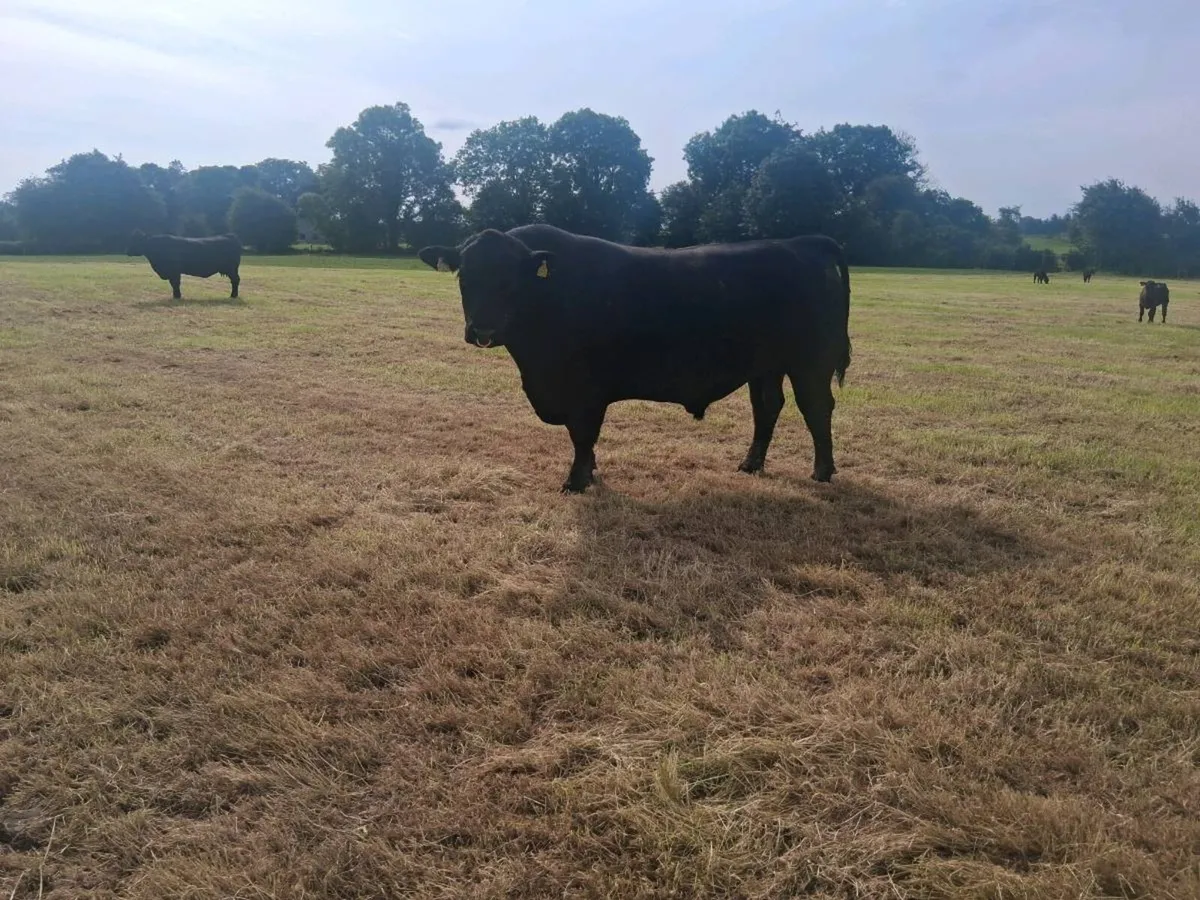 Pedigree Angus Bull - Image 2