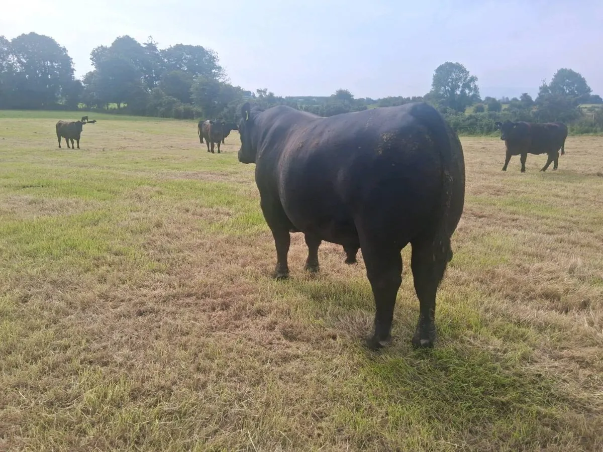 Pedigree Angus Bull - Image 3