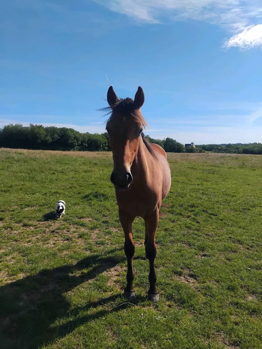 Stunning Yearling Gelding Connamara X - Image 3