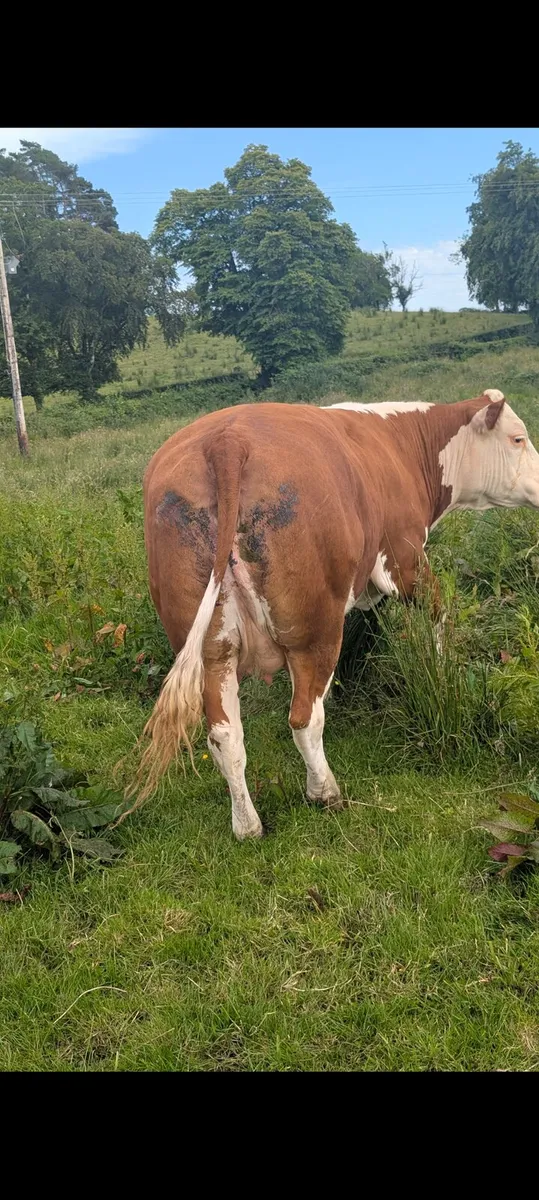 Suckler - Image 4