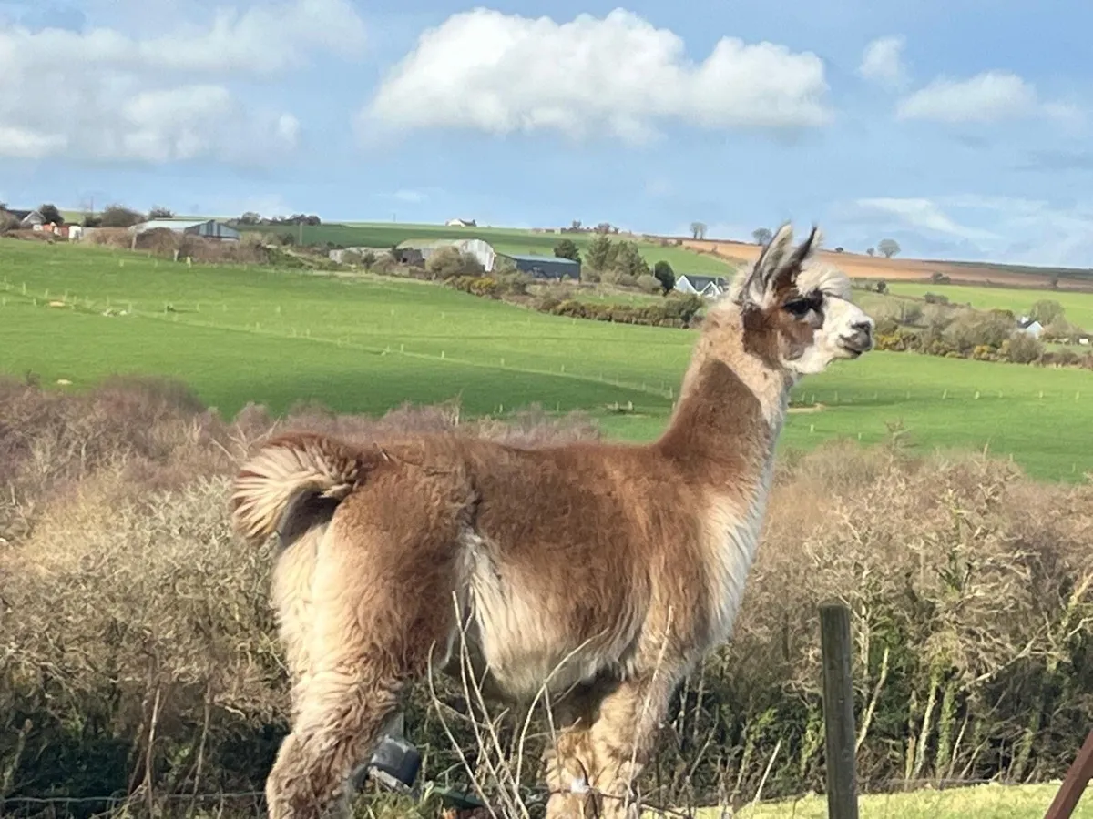 Male Stud Alpaca