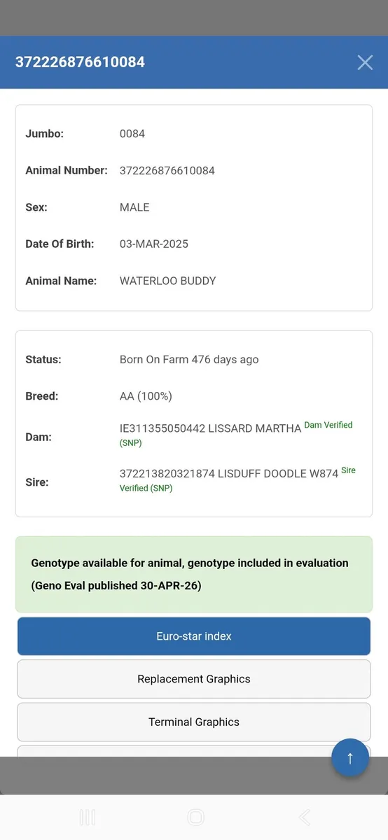 Pedigree Angus Bull - Image 3