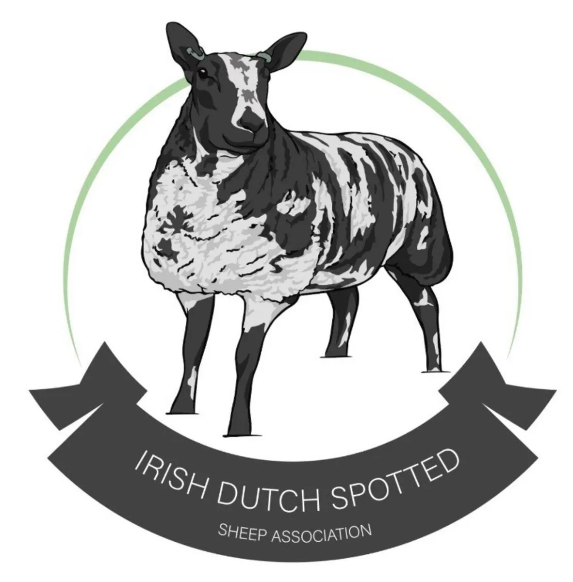 Dutch Spotted sheep - Image 2